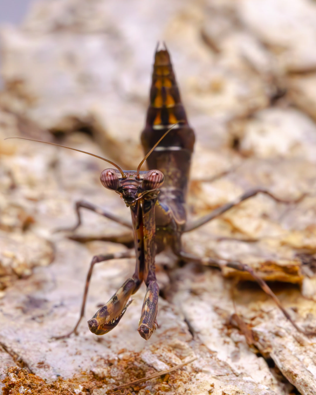 Budwing Mantis (Parasphendale agrionina)