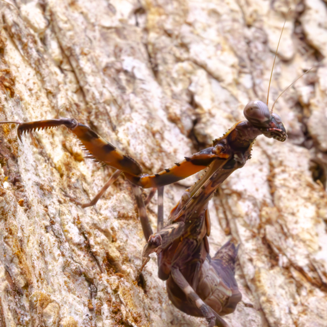 Budwing Mantis (Parasphendale agrionina)