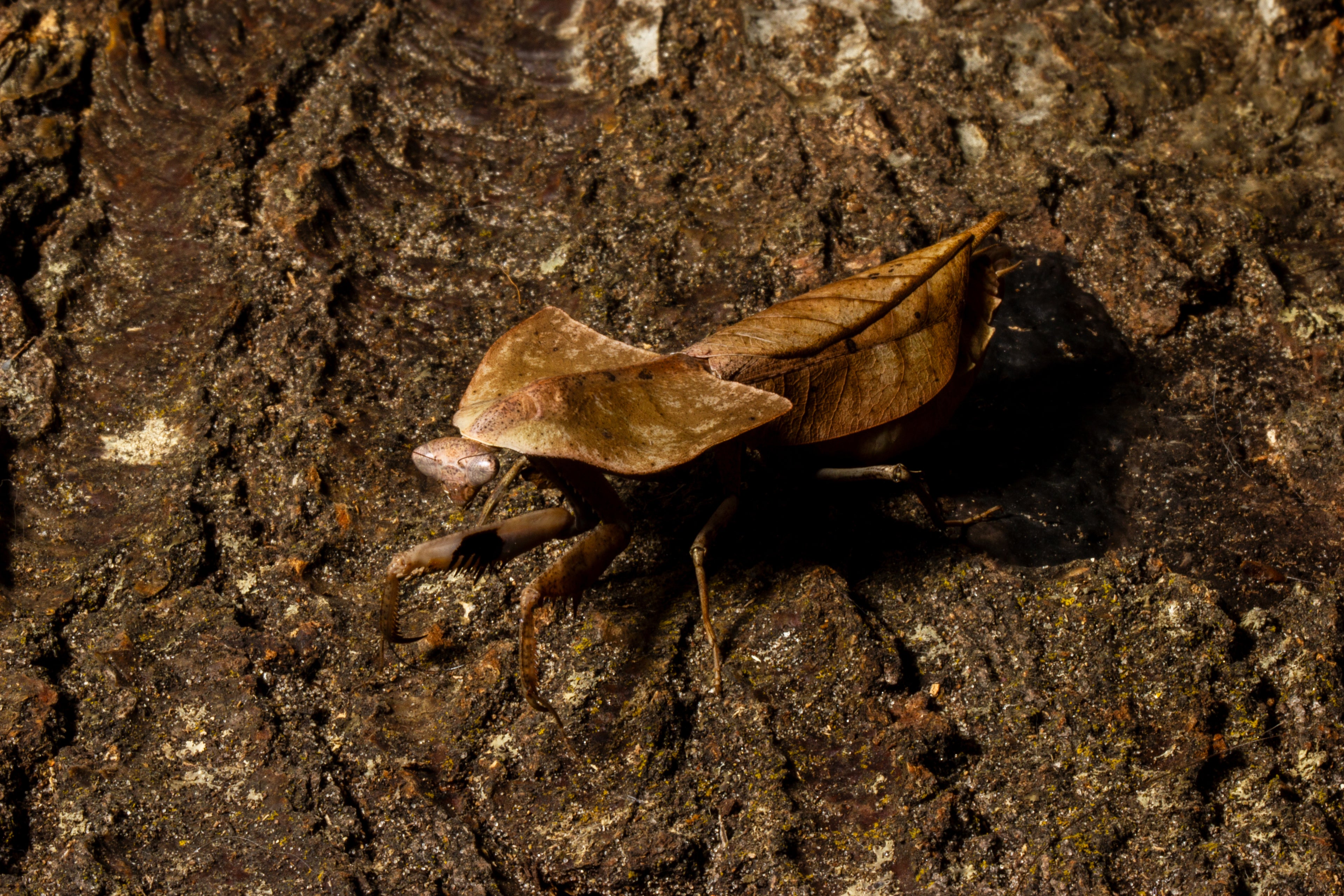 Dead Leaf Mantis (Deroplatys gorochovi)