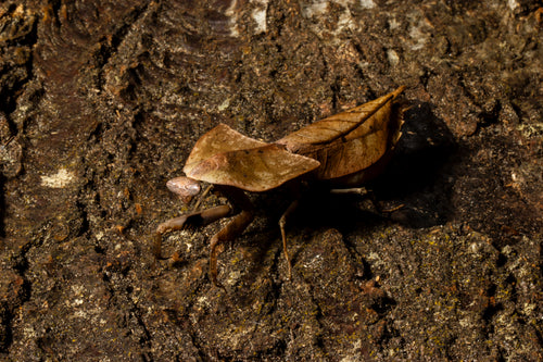 Dead Leaf Mantis (Deroplatys gorochovi)