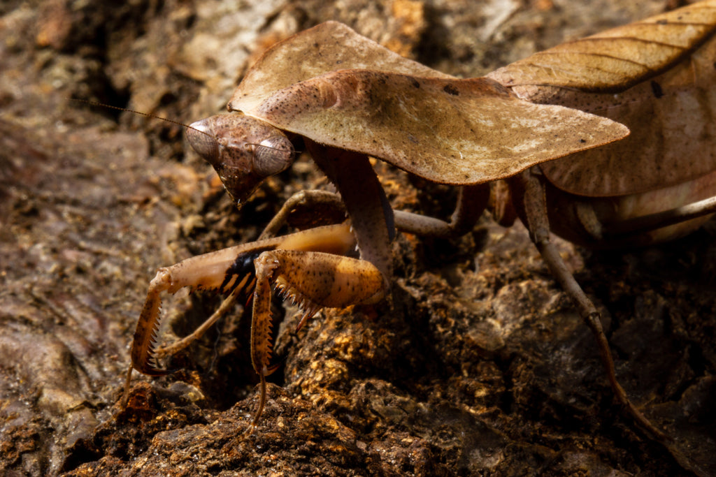 Dead Leaf Mantis (Deroplatys gorochovi)