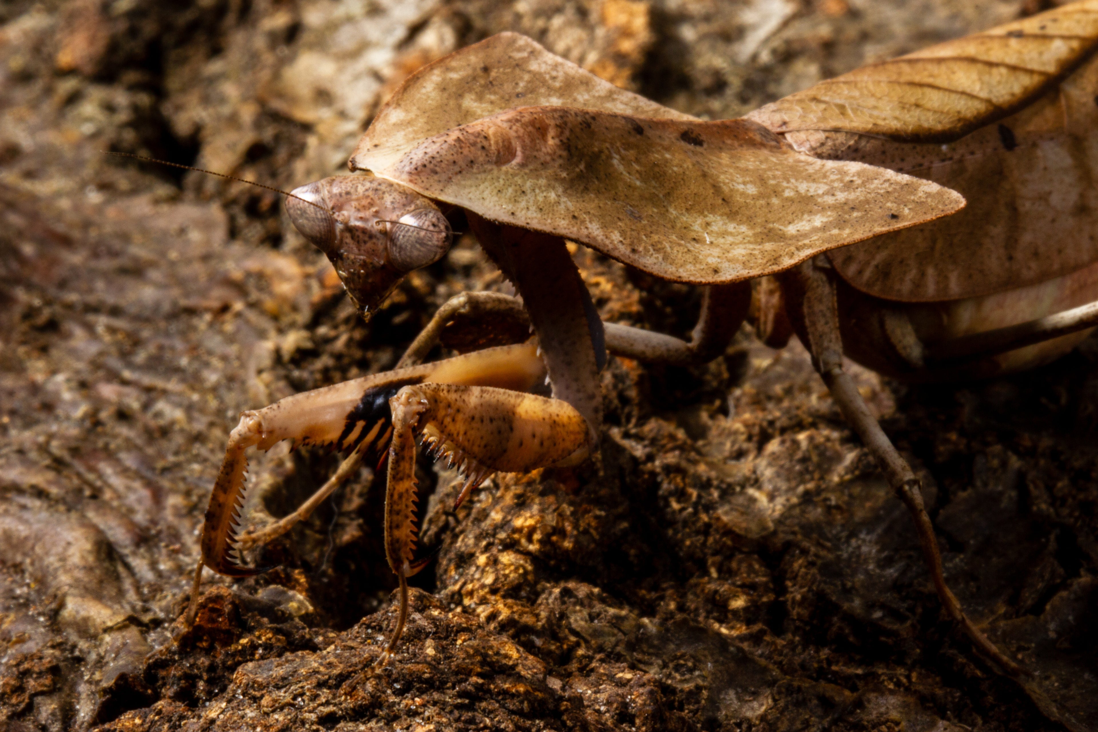 Dead Leaf Mantis (Deroplatys gorochovi)