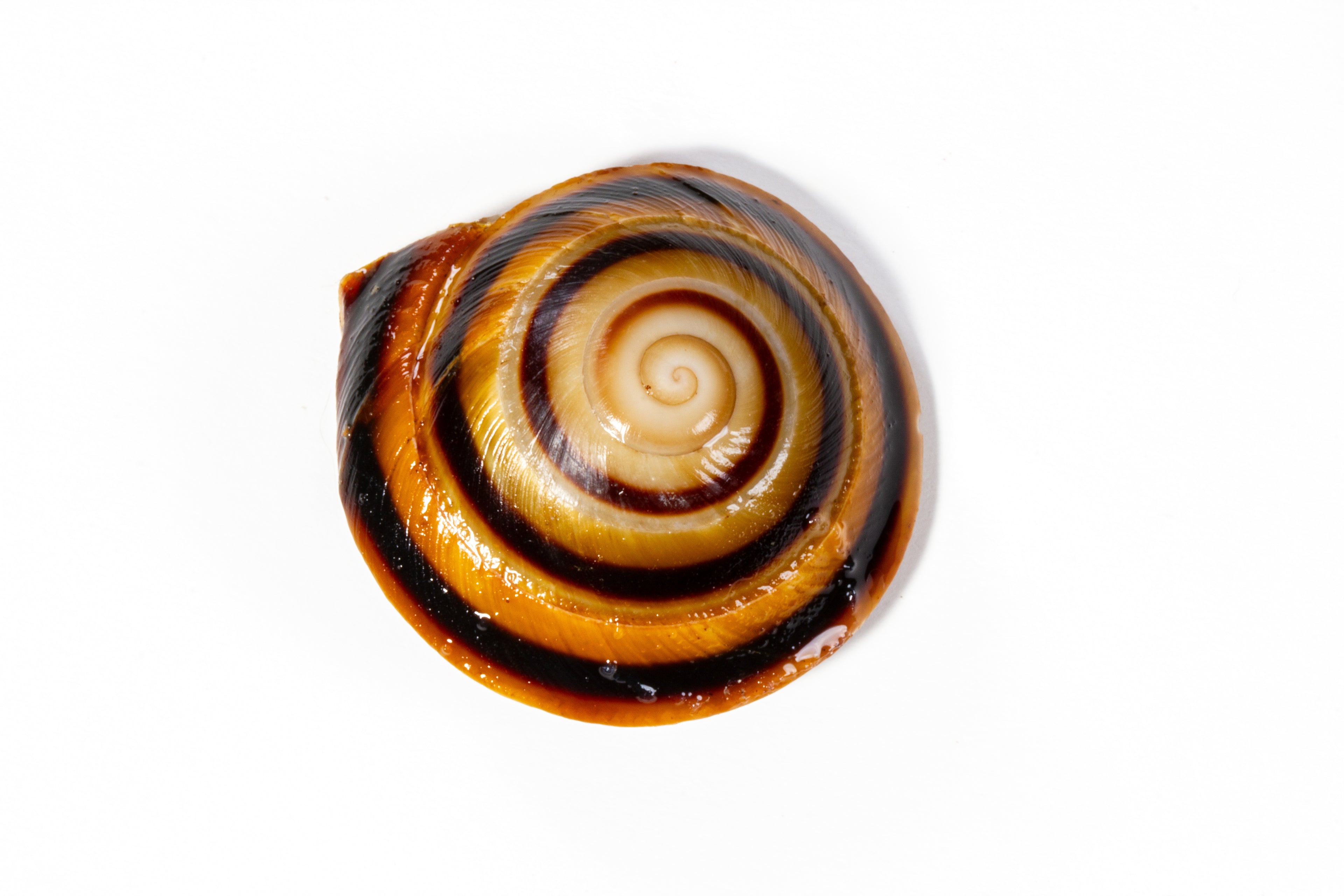 Banded Caracol Snail (Caracolus marginella)