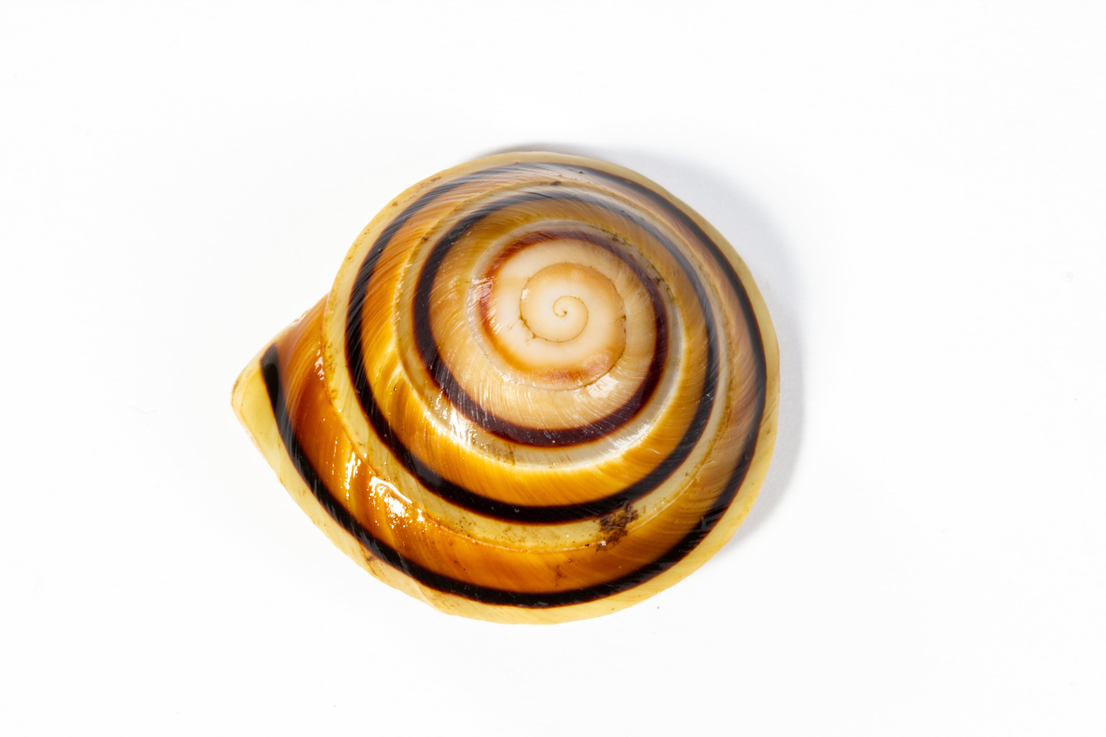 Banded Caracol Snail (Caracolus marginella)