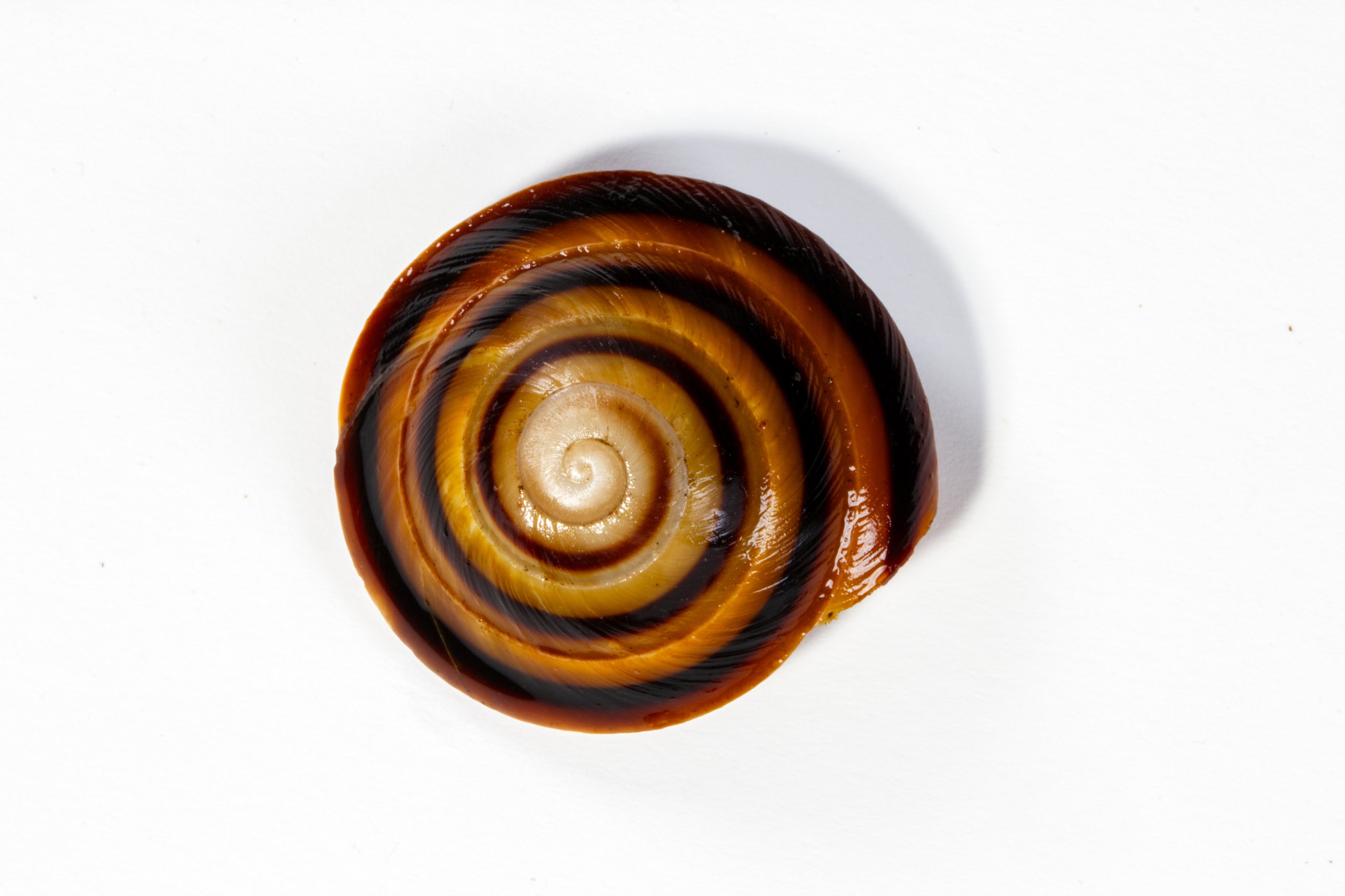 Banded Caracol Snail (Caracolus marginella)