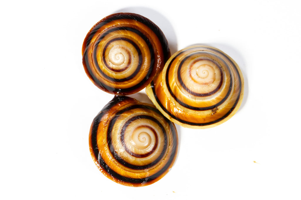 Banded Caracol Snail (Caracolus marginella)