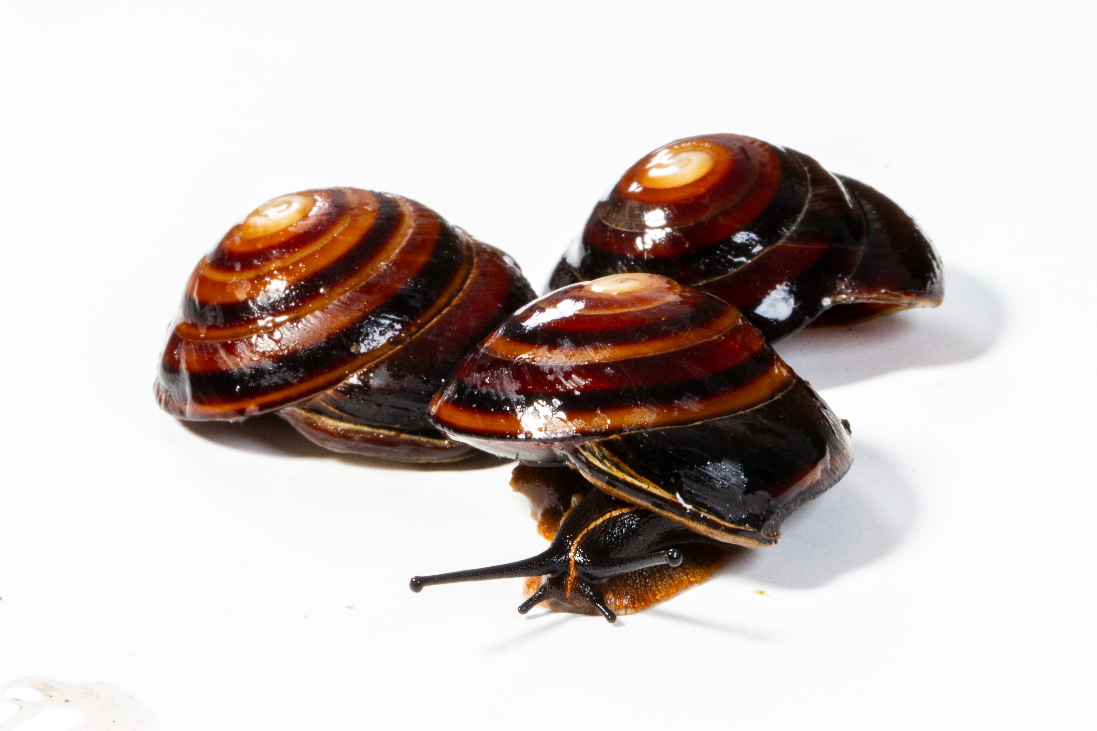 Banded Caracol Snail (Caracolus marginella)