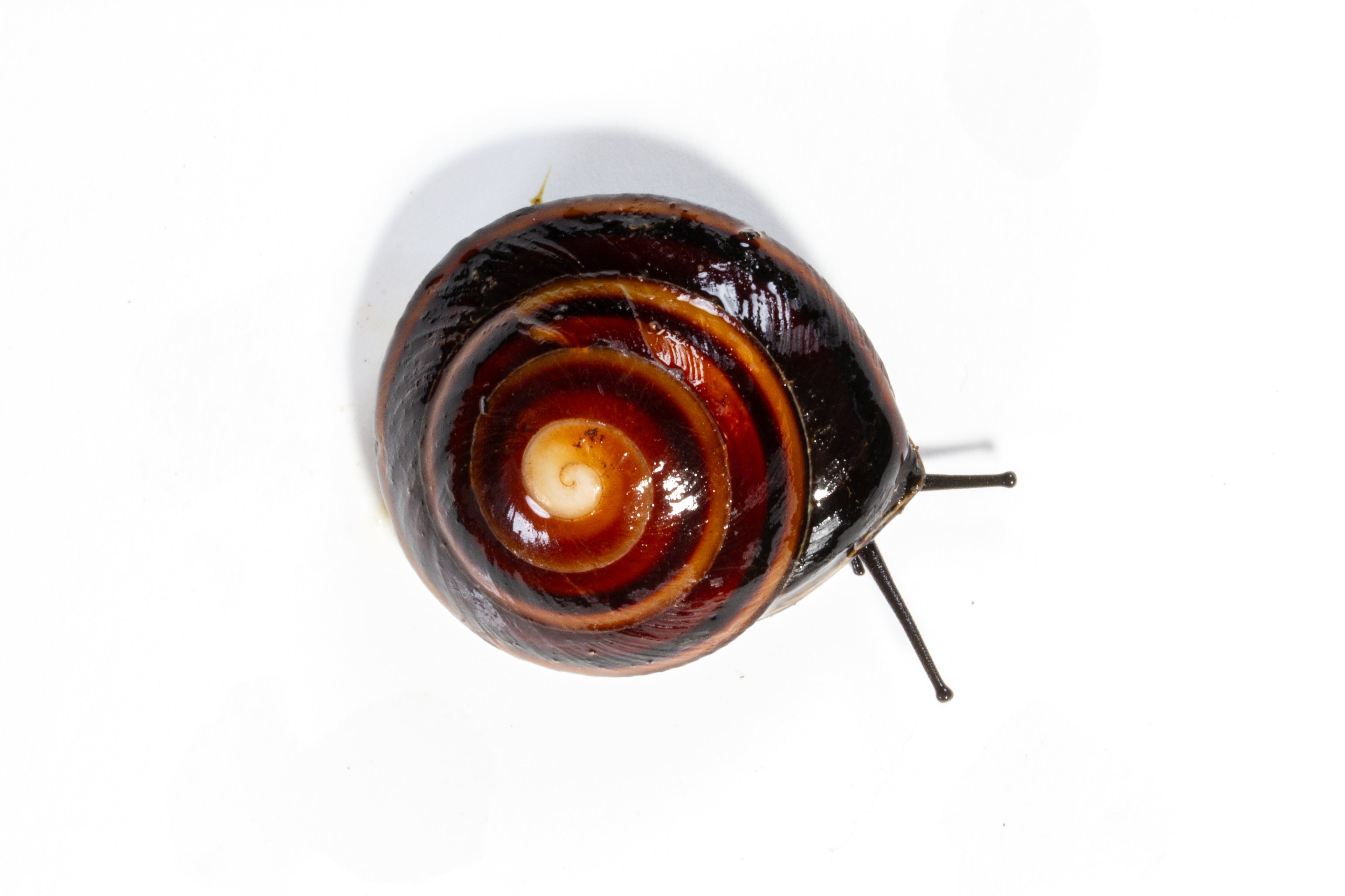 Banded Caracol Snail (Caracolus marginella)