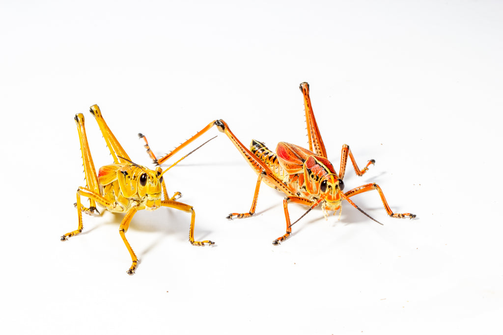 Eastern Lubber Grasshopper (Romalea microptera)