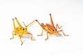 Eastern Lubber Grasshopper (Romalea microptera)