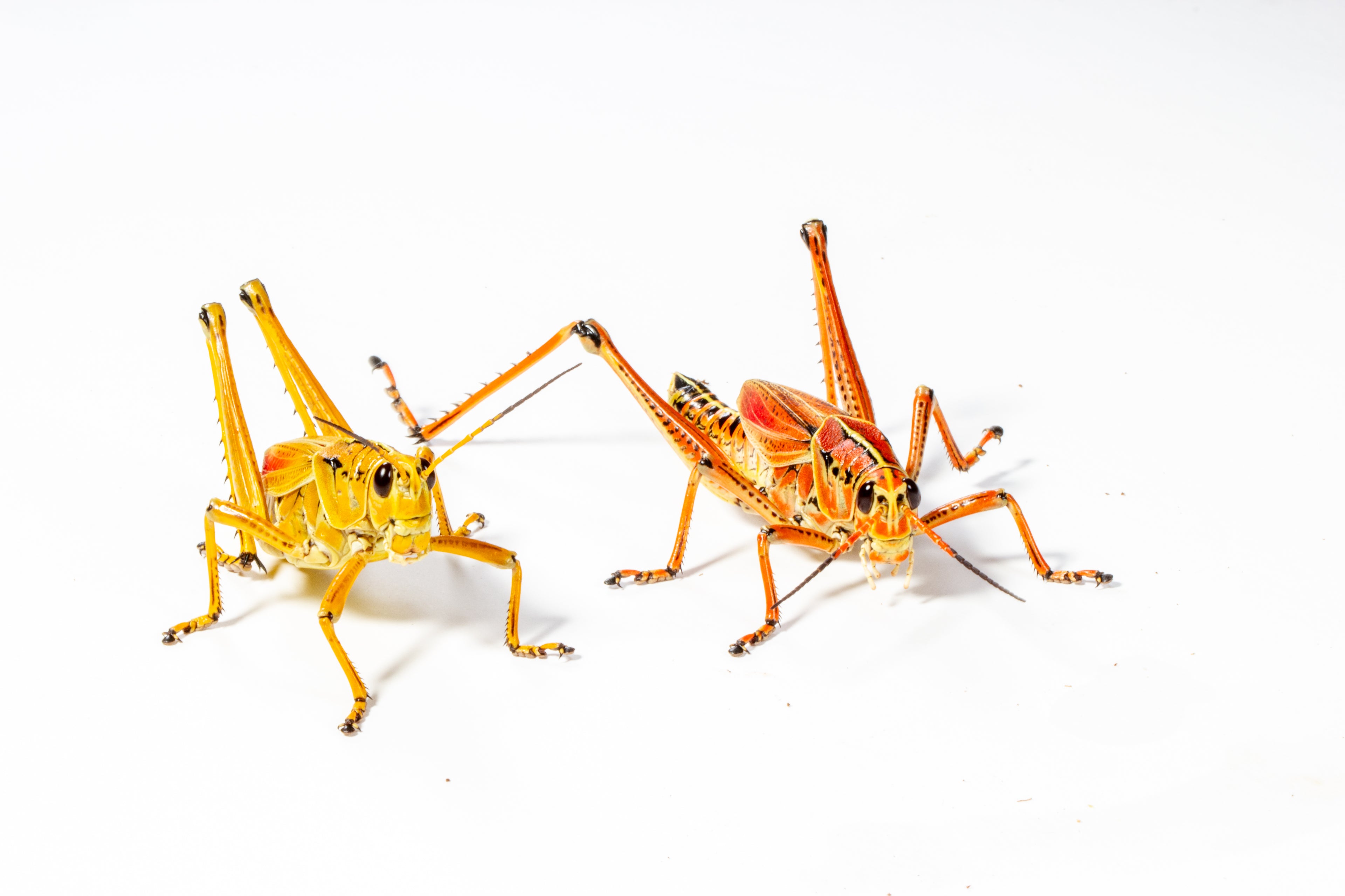 Eastern Lubber Grasshopper (Romalea microptera)