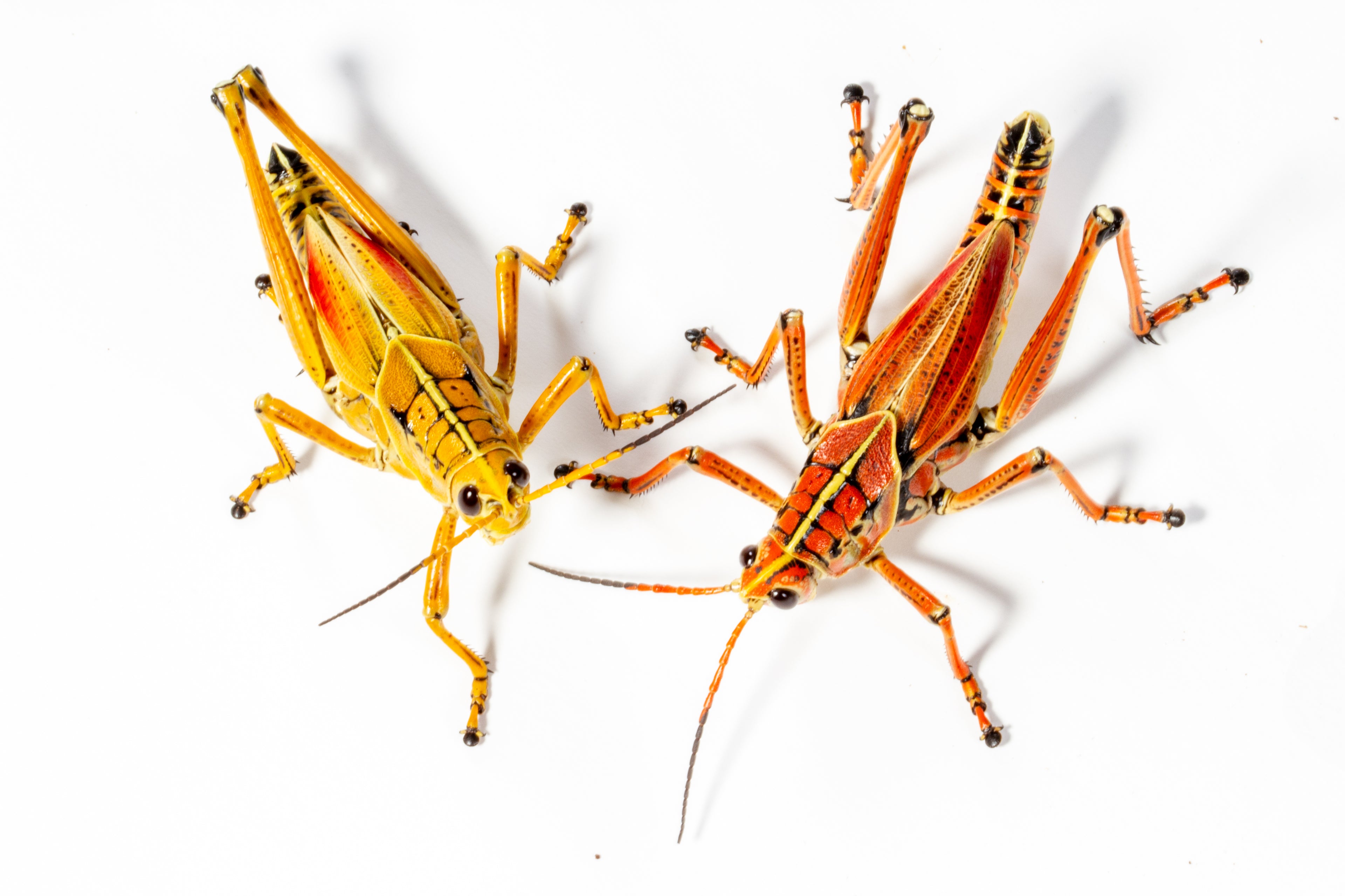 Eastern Lubber Grasshopper (Romalea microptera)