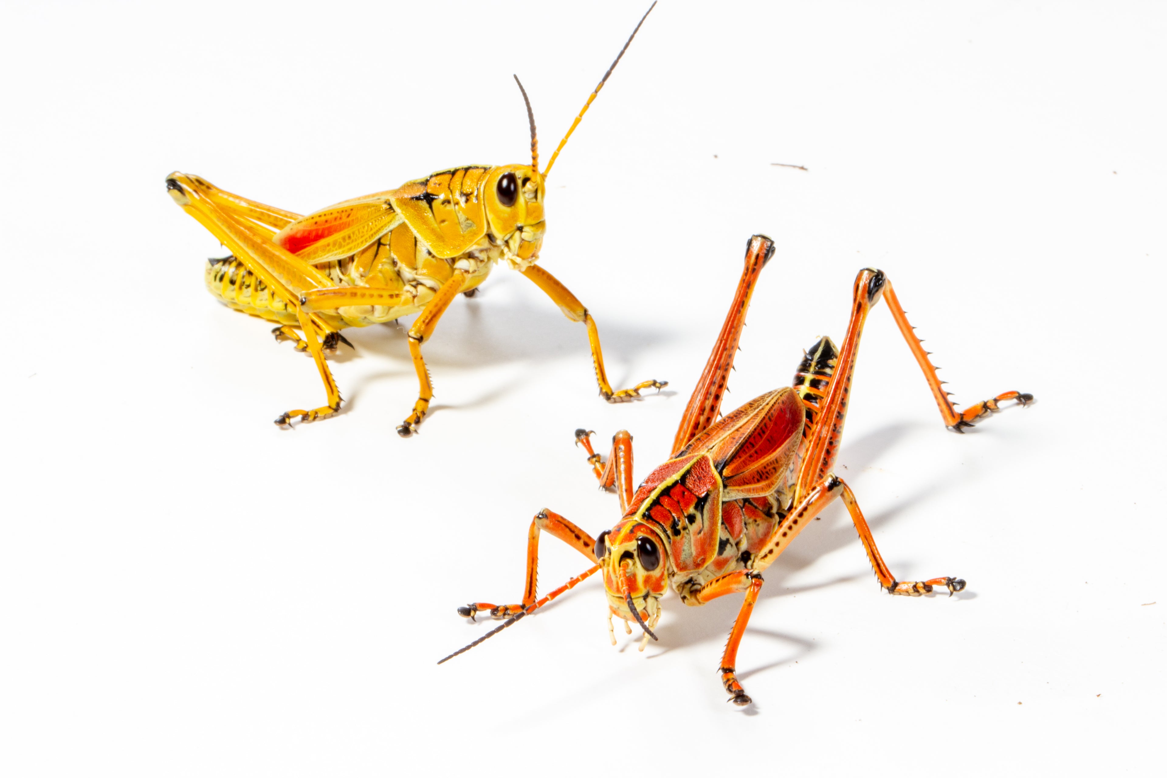 Eastern Lubber Grasshopper (Romalea microptera)