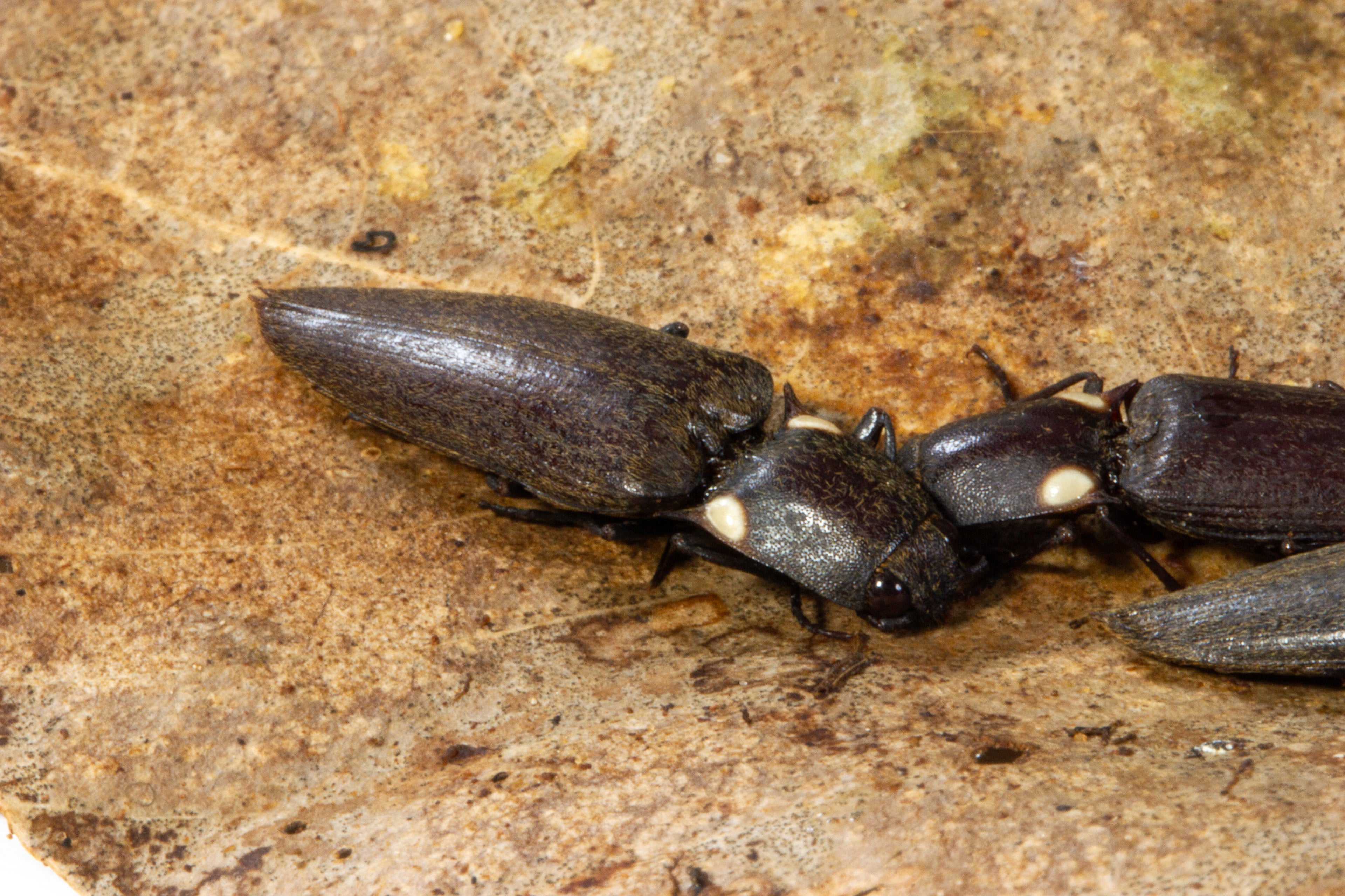Glowing Click Beetle (Ignelater sp.)