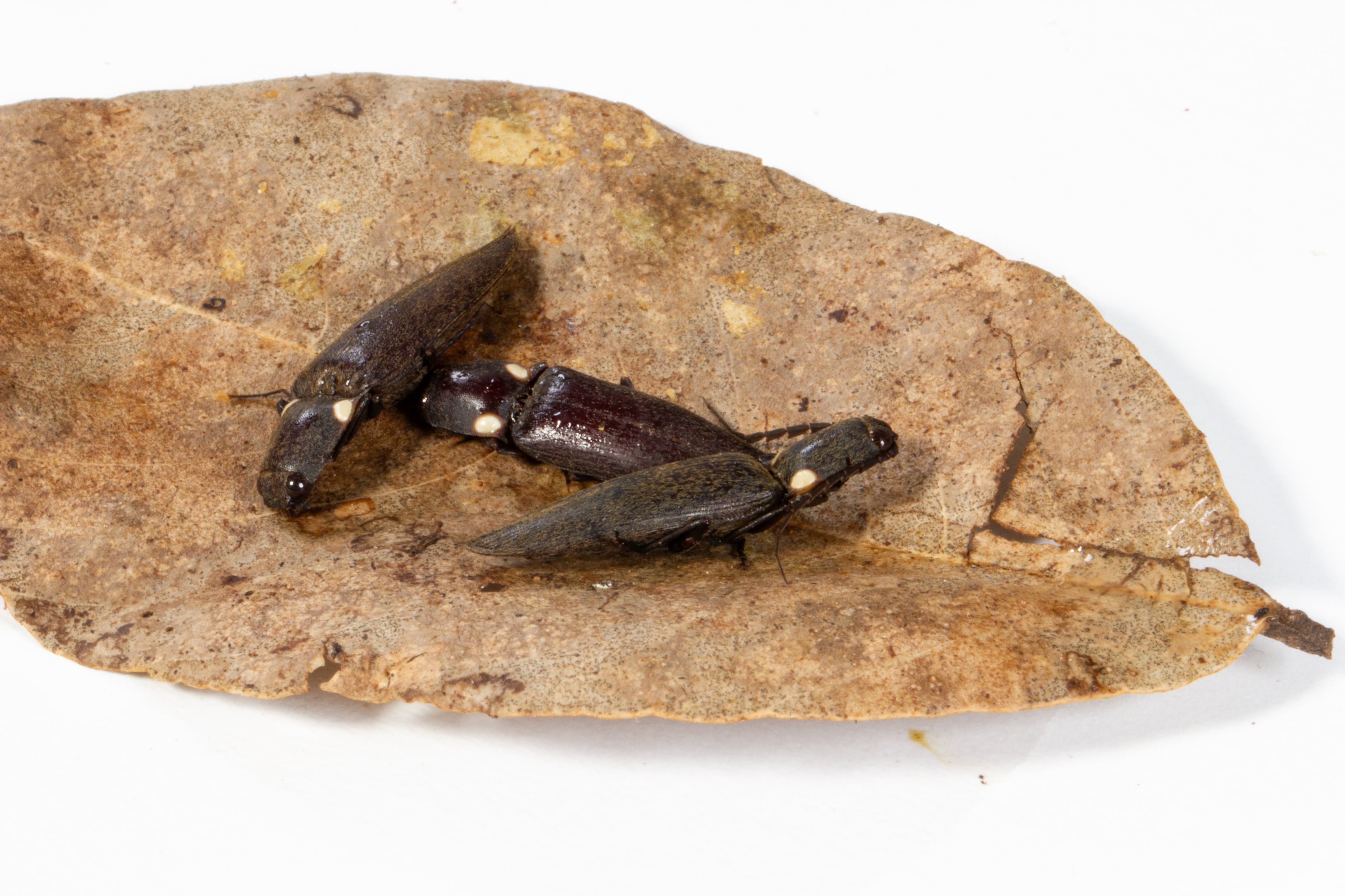 Glowing Click Beetle (Ignelater sp.)