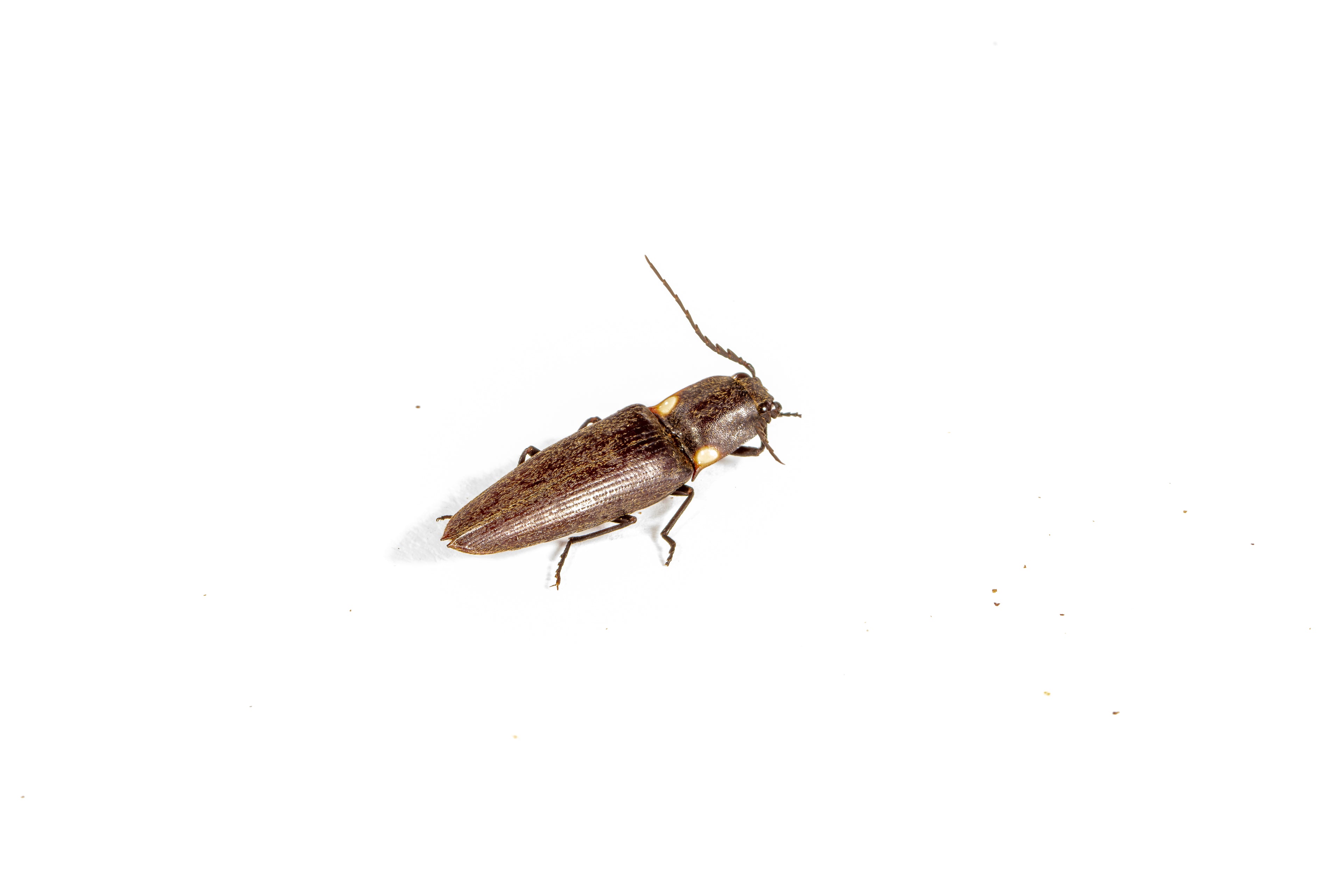 Glowing Click Beetle (Ignelater sp.)