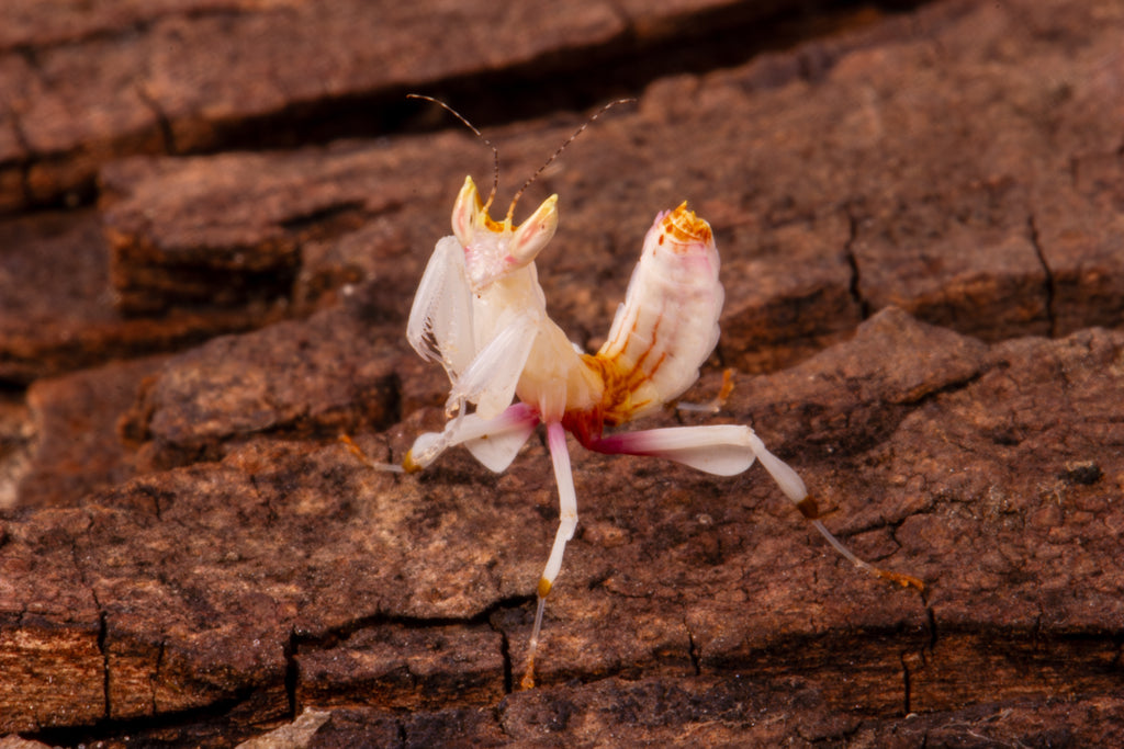 Orchid Mantis (Hymenopus coronatus)