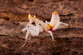 Orchid Mantis (Hymenopus coronatus)
