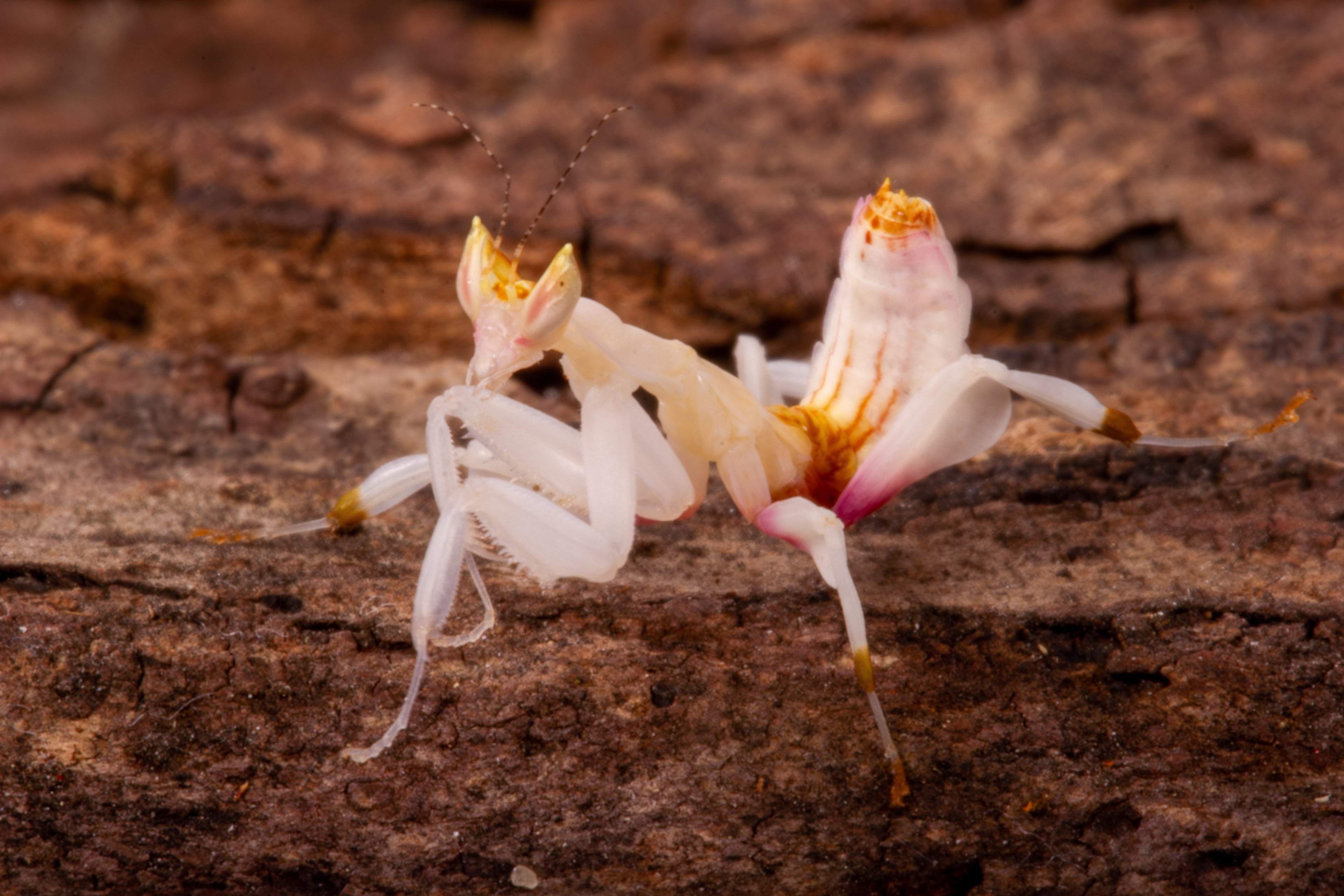 Orchid Mantis (Hymenopus coronatus)