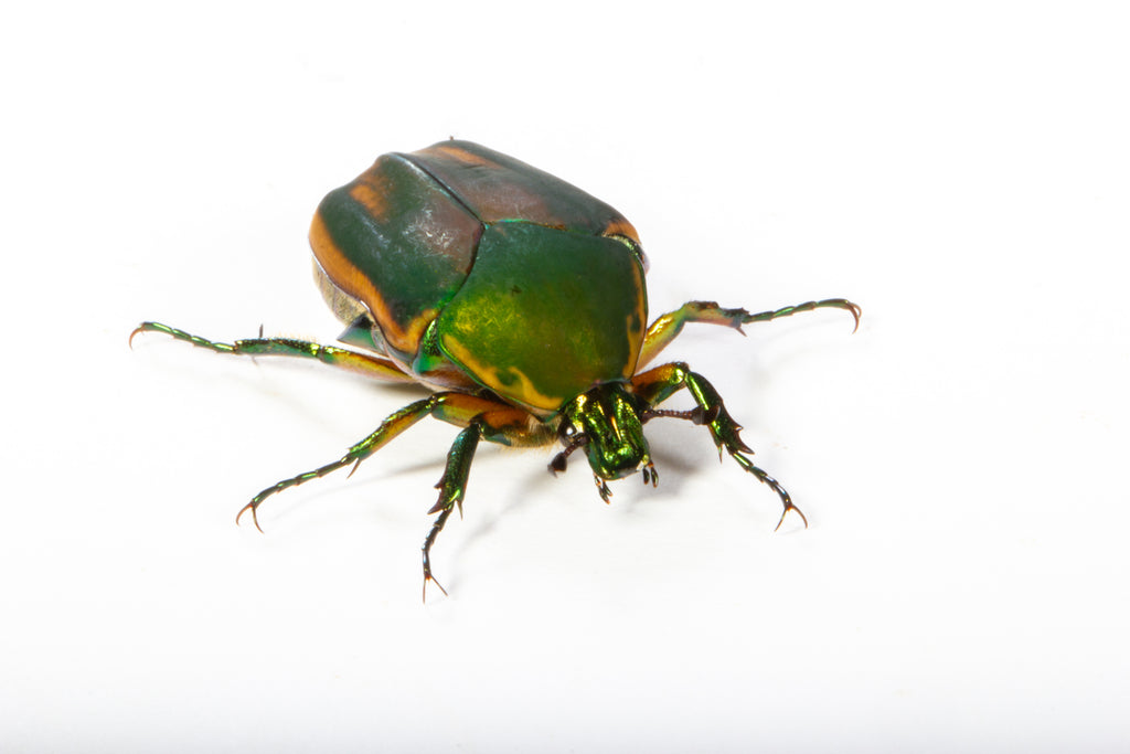 Green June Beetle (Cotinis nitida)