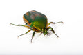 Green June Beetle (Cotinis nitida)