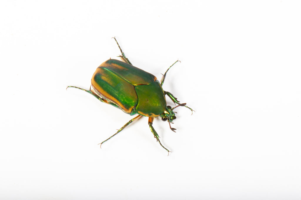 Green June Beetle (Cotinis nitida)