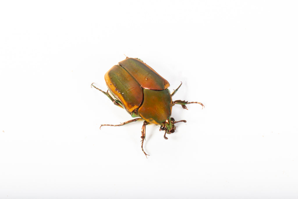 Green June Beetle (Cotinis nitida)