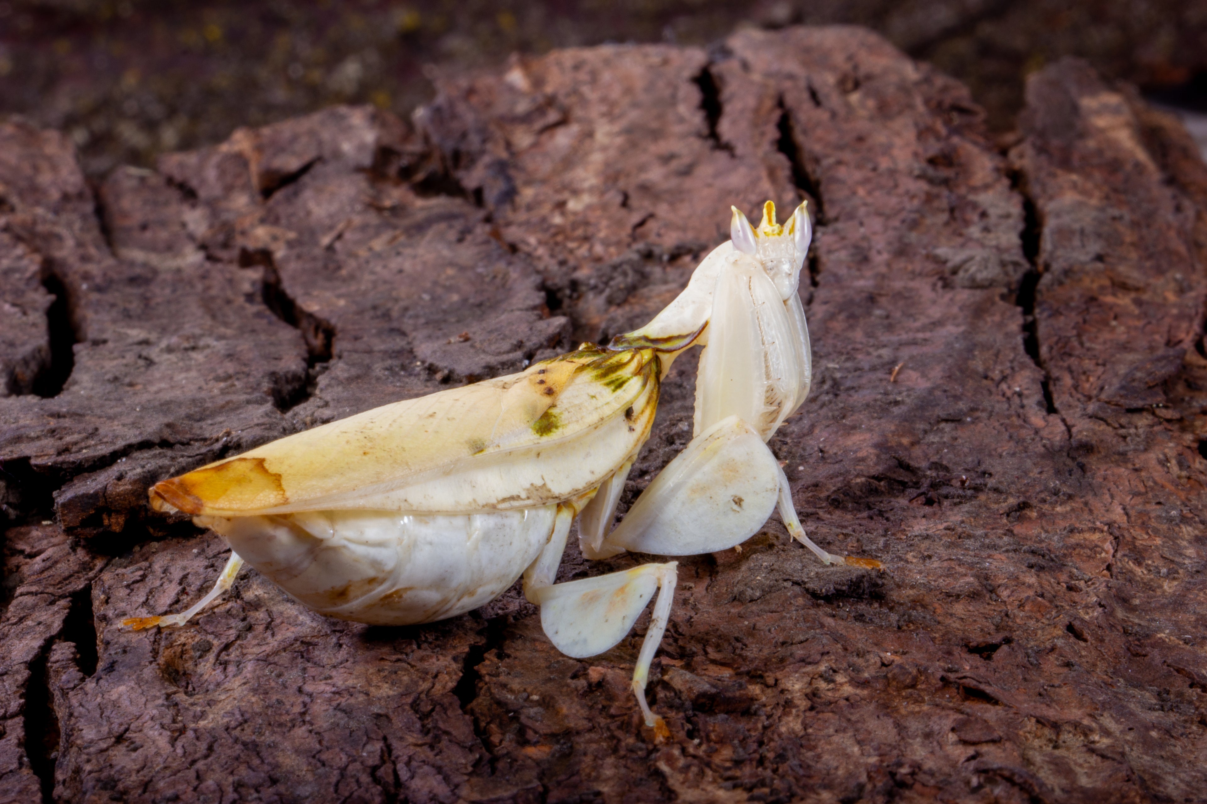 Orchid Mantis (Hymenopus coronatus)