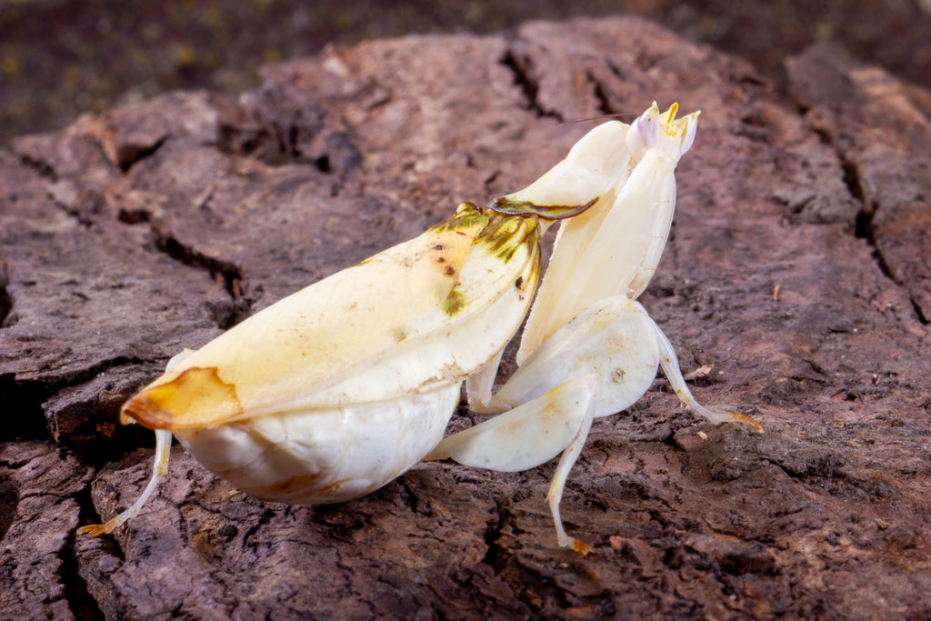 Orchid Mantis (Hymenopus coronatus)