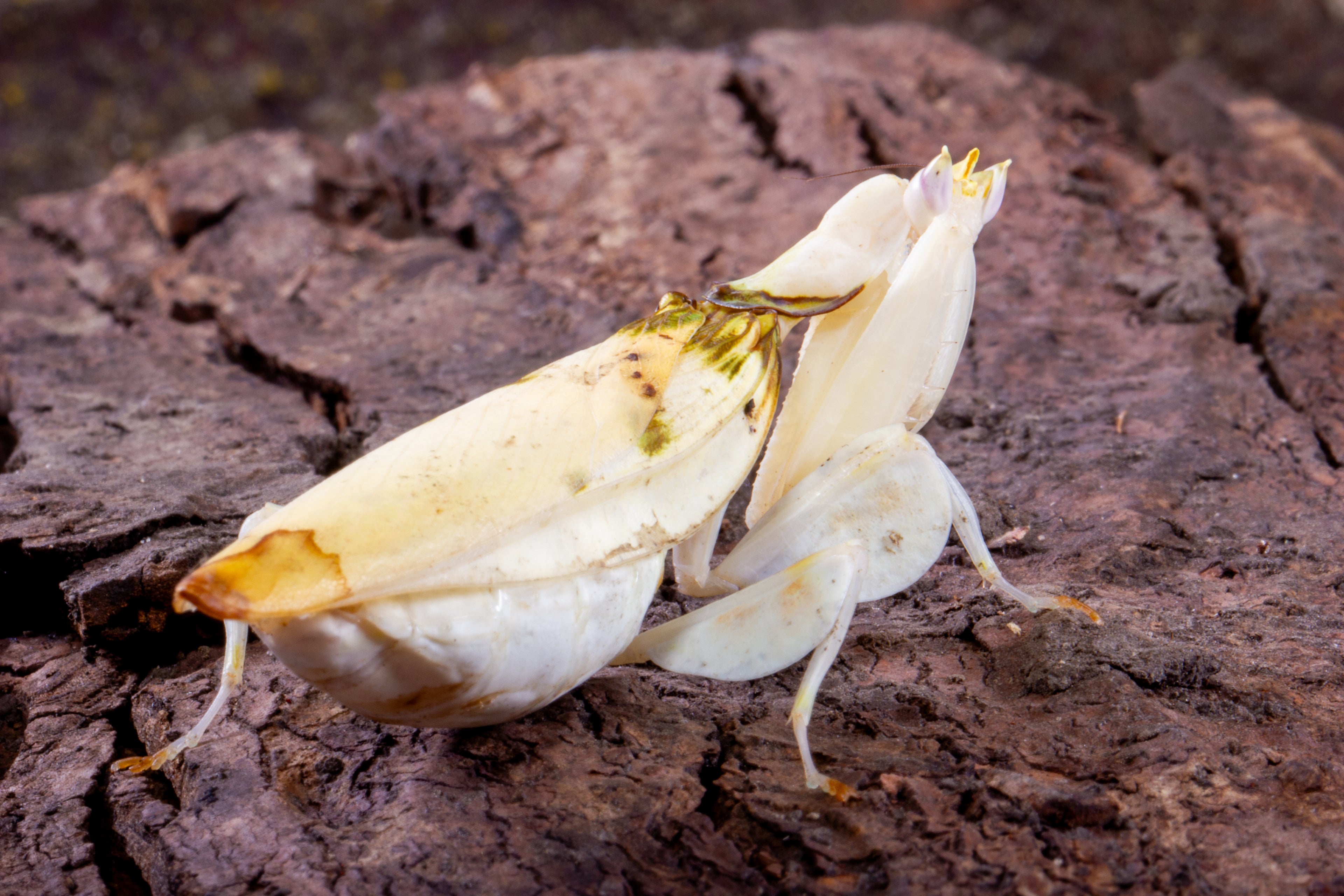 Orchid Mantis (Hymenopus coronatus)