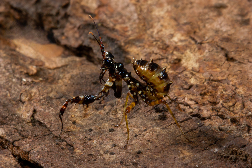 Spiny Flower Mantis (Pseudocreobotra wahlbergi)