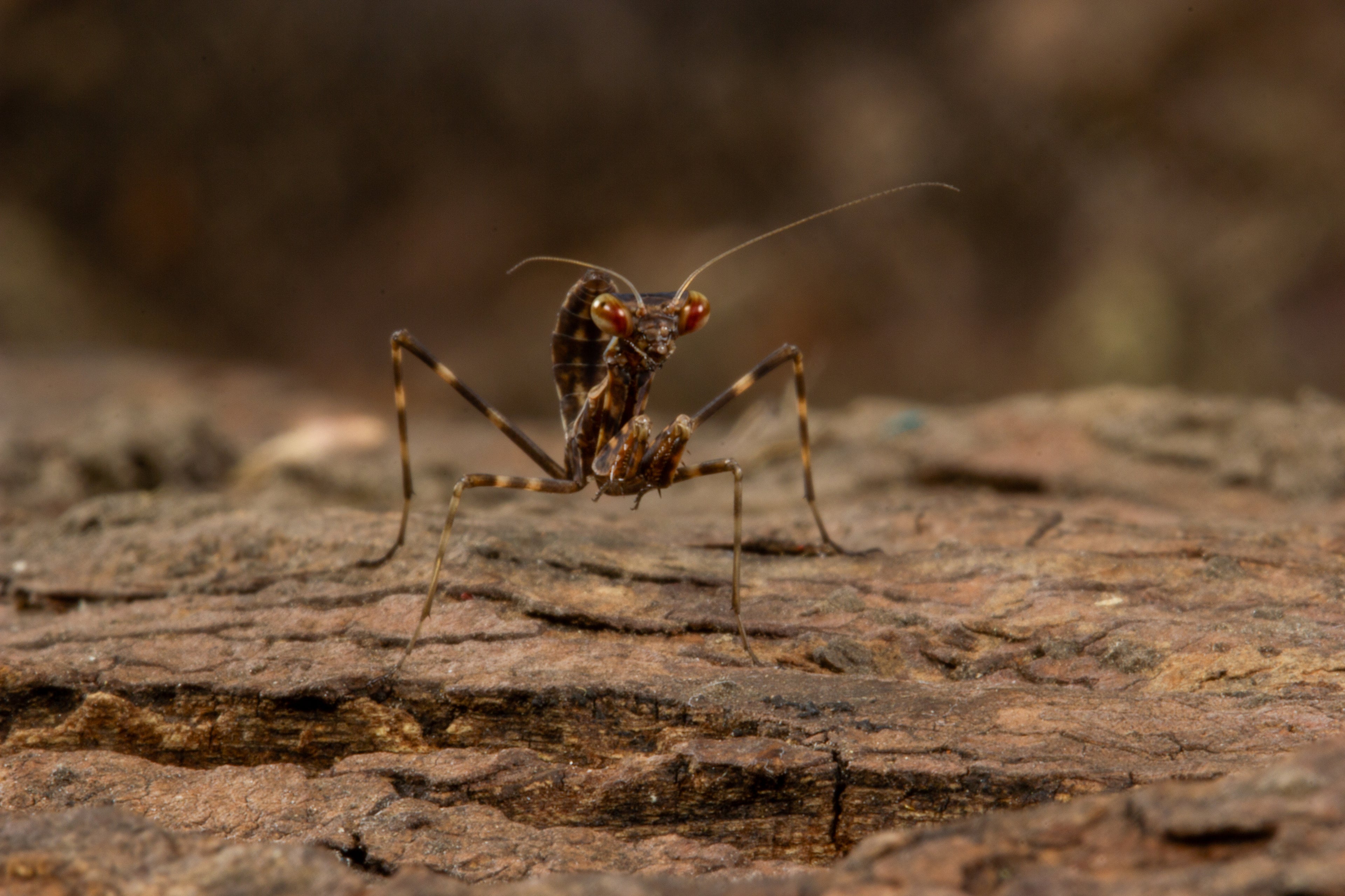 Budwing Mantis (Parasphendale agrionina)
