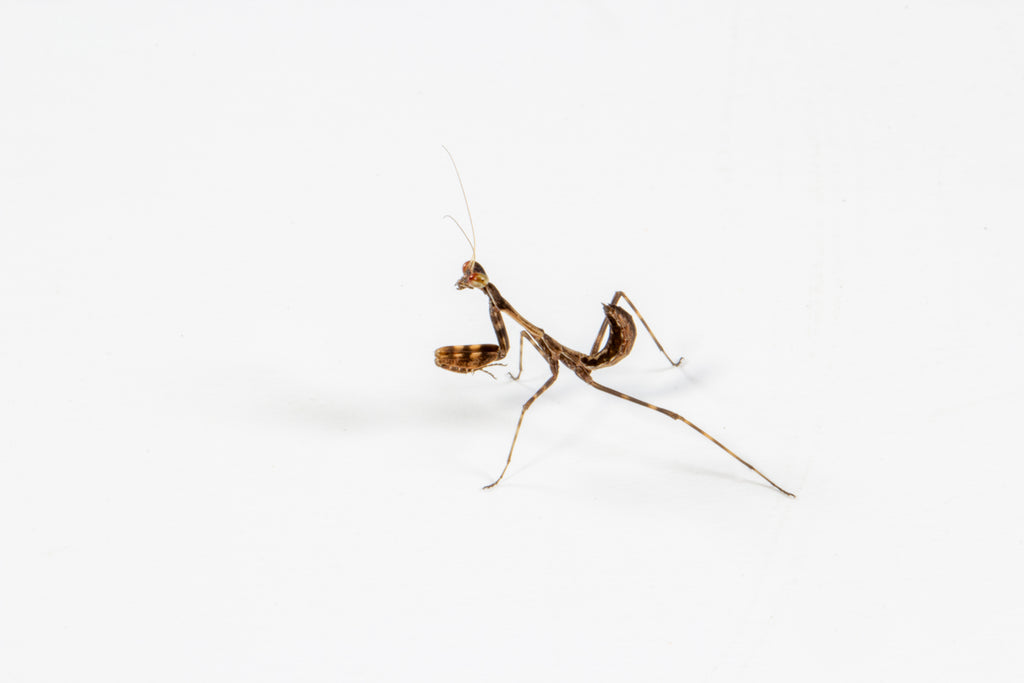 Budwing Mantis (Parasphendale agrionina)