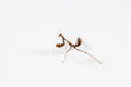 Budwing Mantis (Parasphendale agrionina)