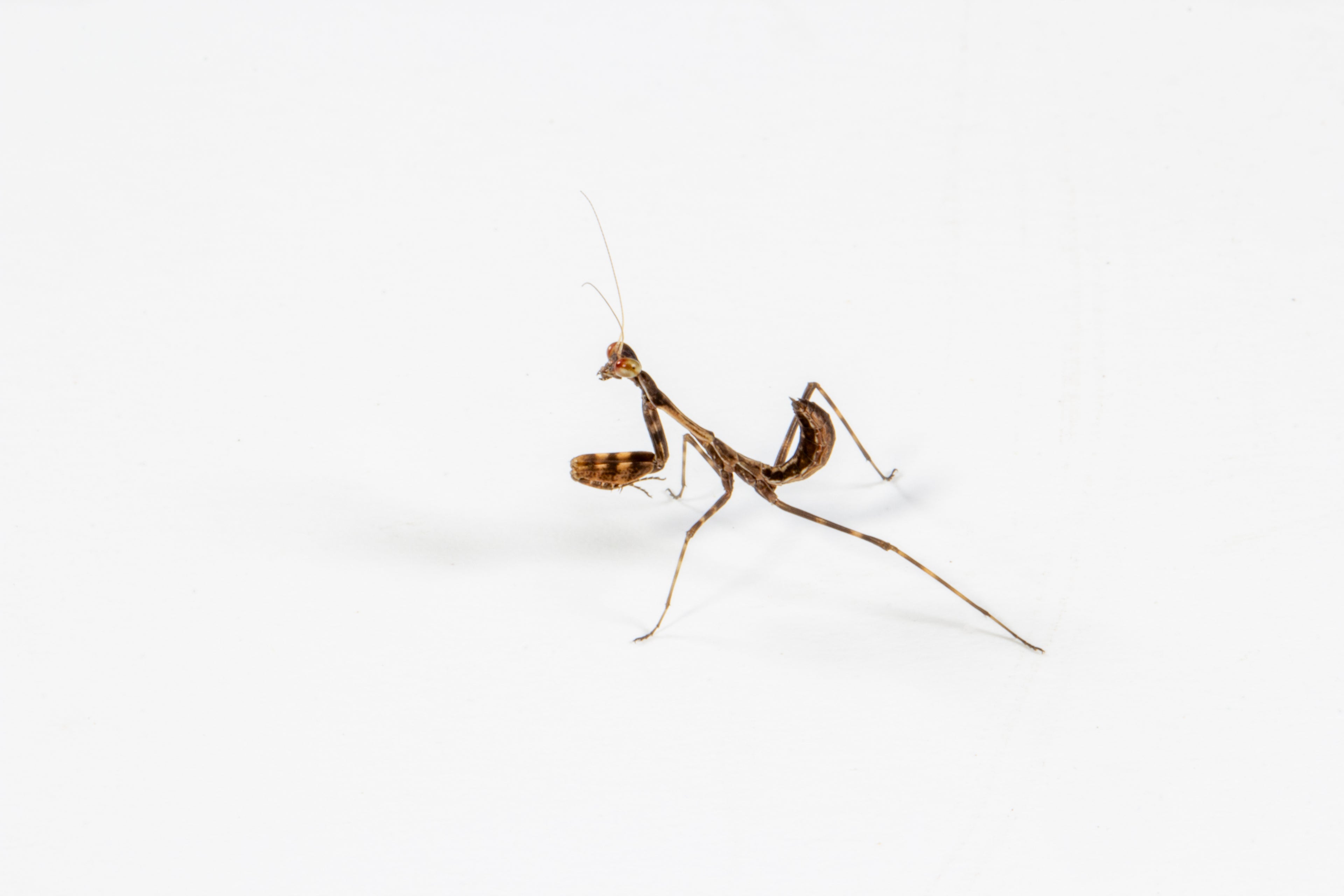 Budwing Mantis (Parasphendale agrionina)