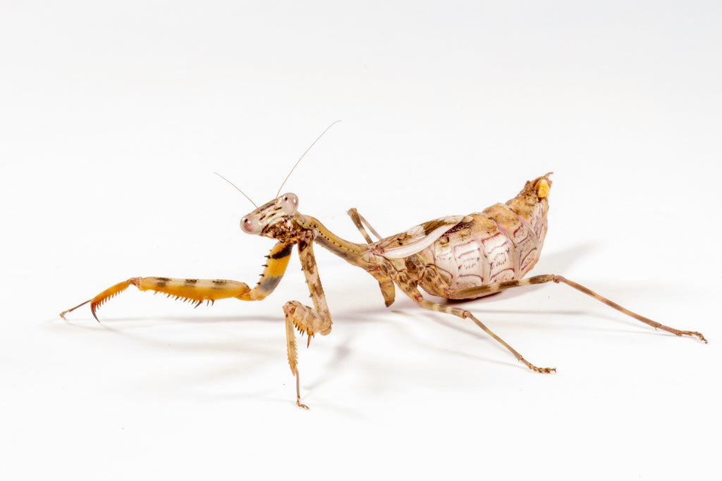 Budwing Mantis (Parasphendale agrionina)
