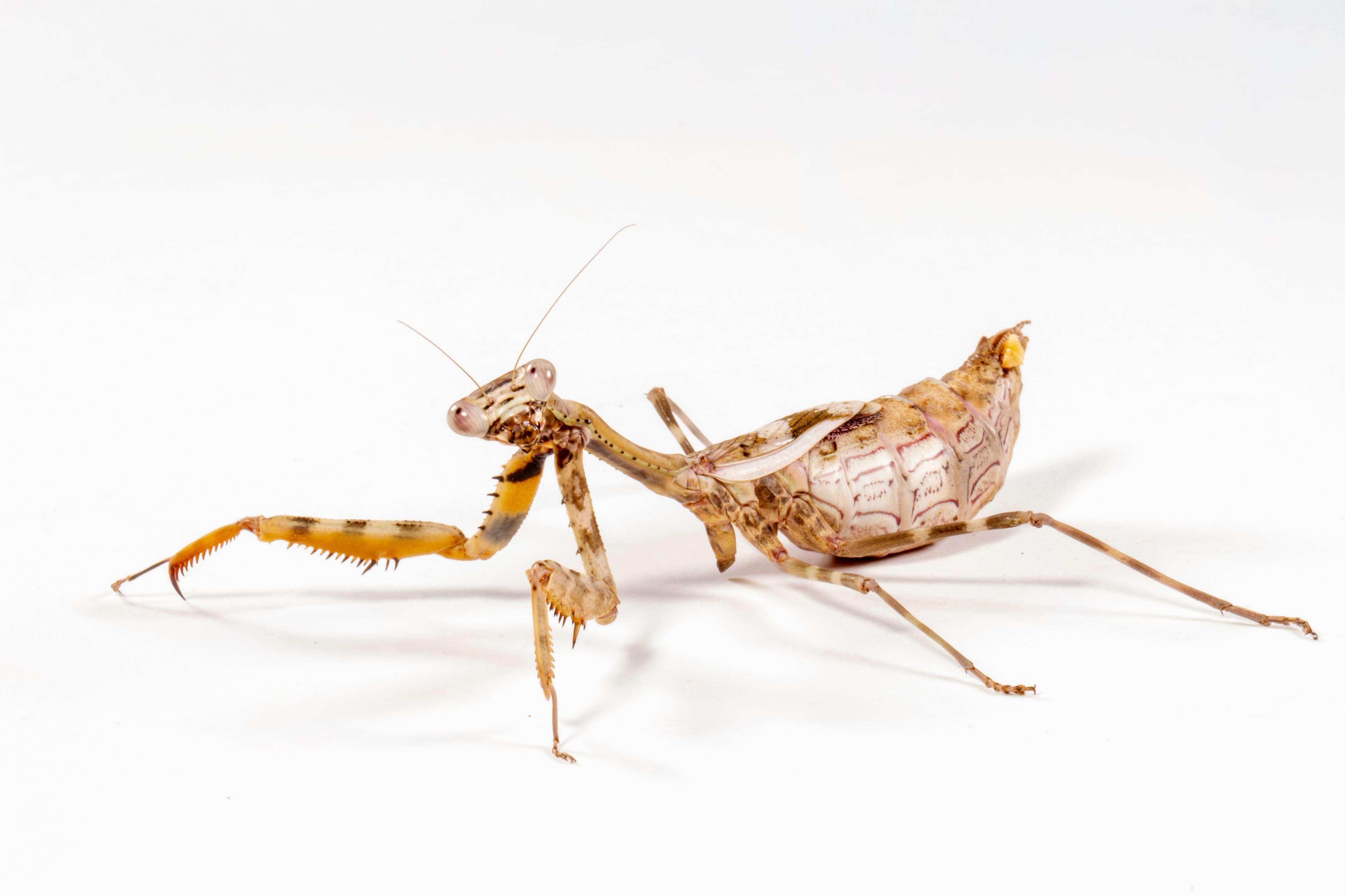 Budwing Mantis (Parasphendale agrionina)