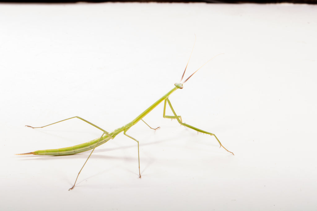 Northern Grass Mantis (Brunneria borealis)