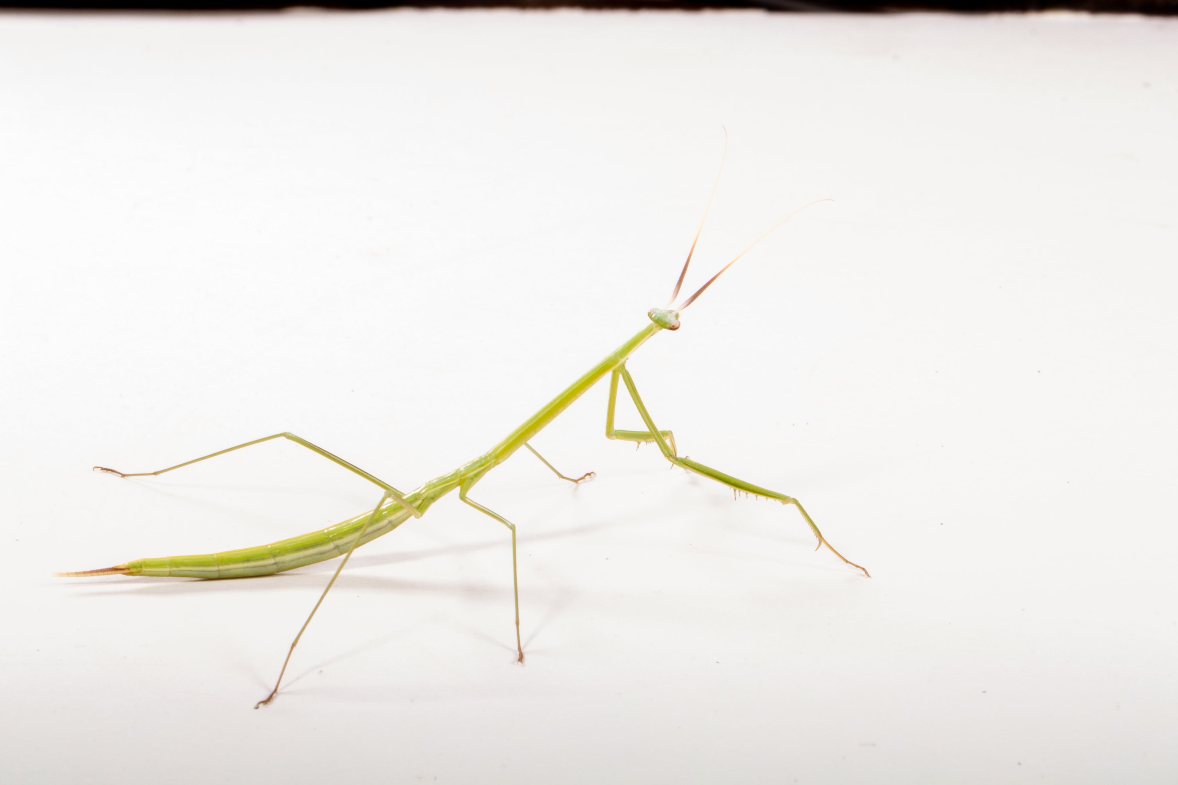 Northern Grass Mantis (Brunneria borealis)