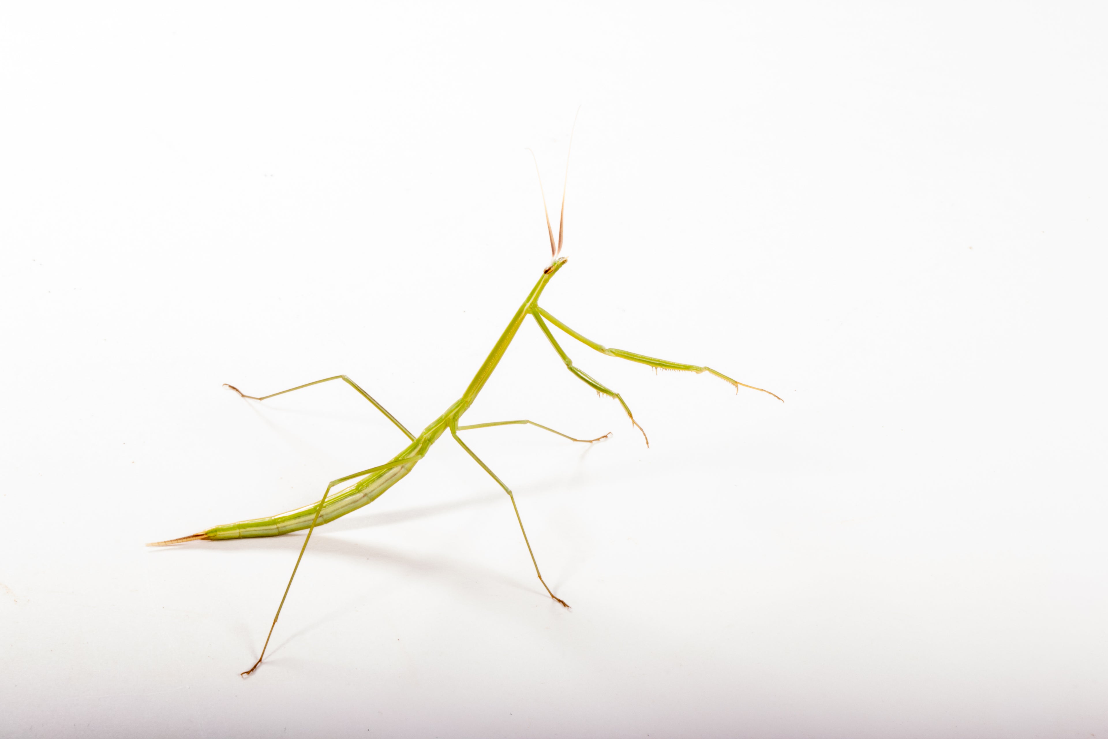 Northern Grass Mantis (Brunneria borealis)