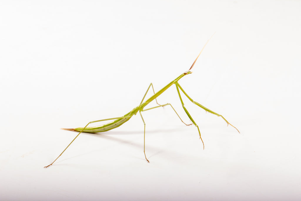 Northern Grass Mantis (Brunneria borealis)