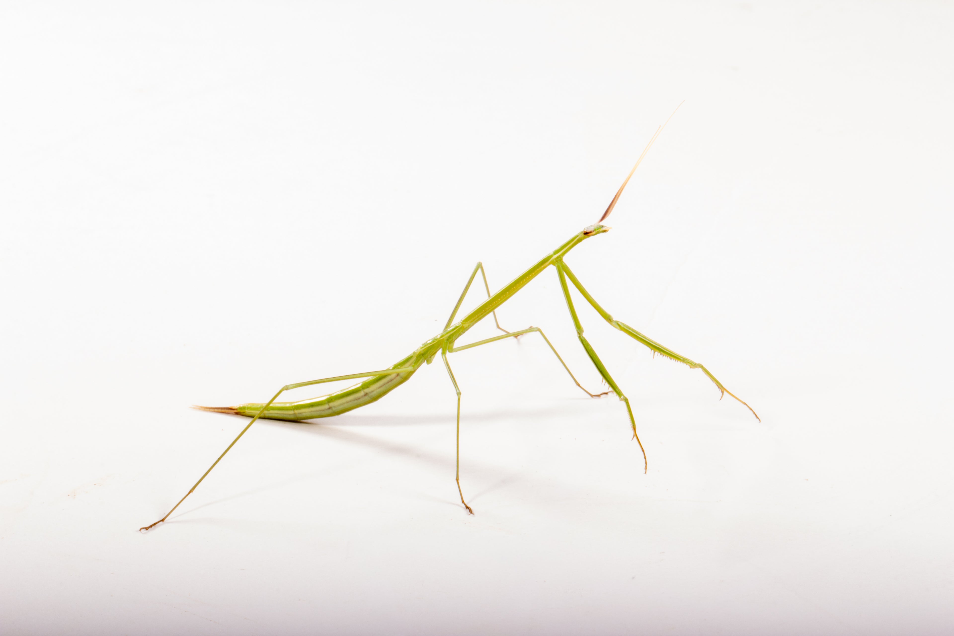 Northern Grass Mantis (Brunneria borealis)
