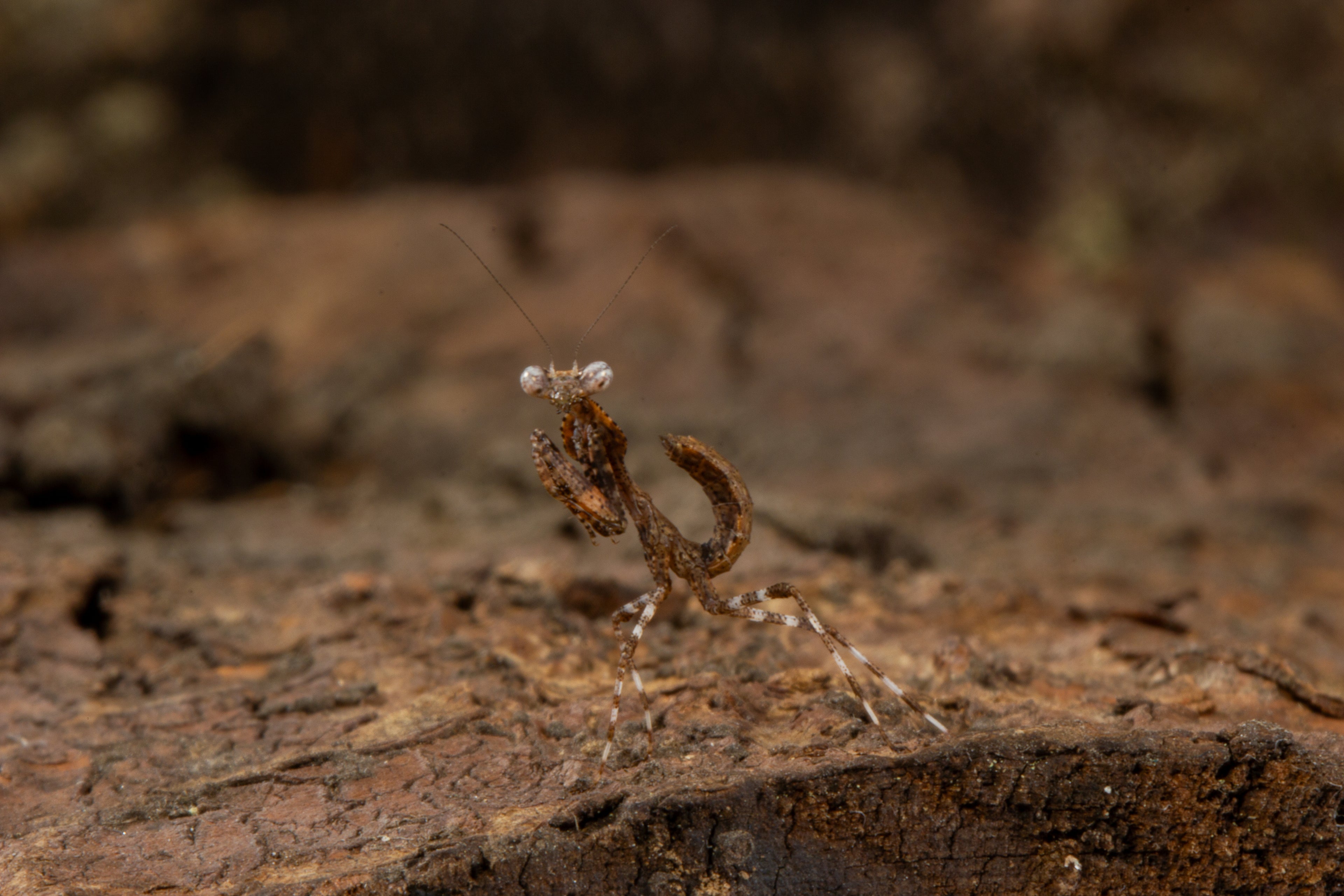 Dead Leaf Mantis (Deroplatys gorochovi)