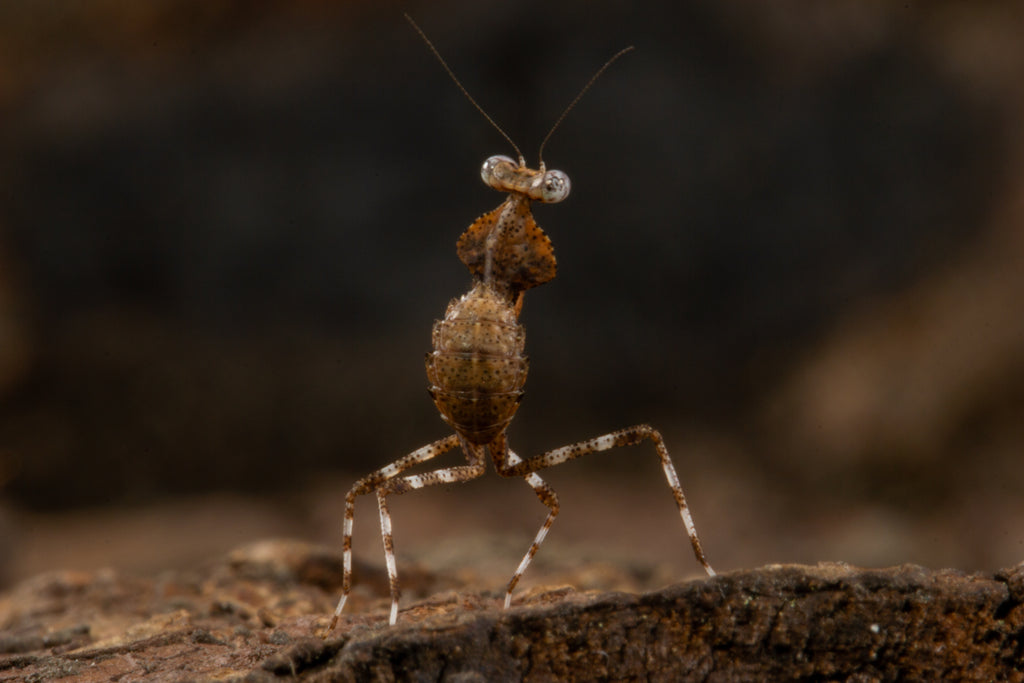 Dead Leaf Mantis (Deroplatys gorochovi)