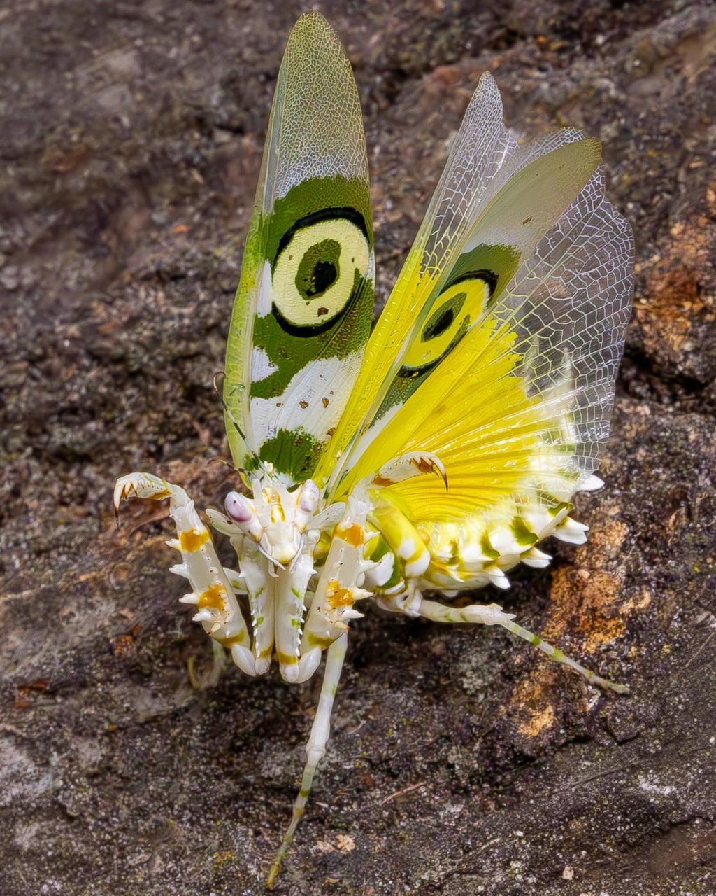 Spiny Flower Mantis (Pseudocreobotra wahlbergi)