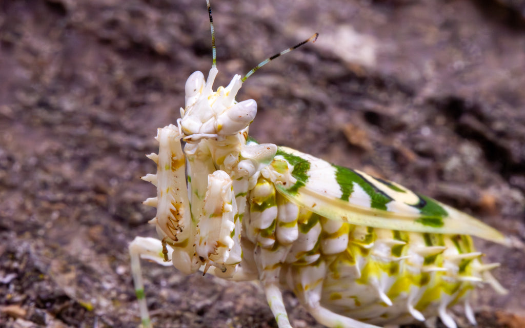 Spiny Flower Mantis (Pseudocreobotra wahlbergi)